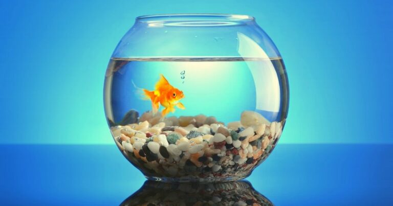 Where should a fish tank be placed in a living room