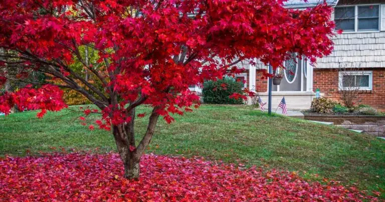 Why Japanese maples are the best low maintenance trees for your garden