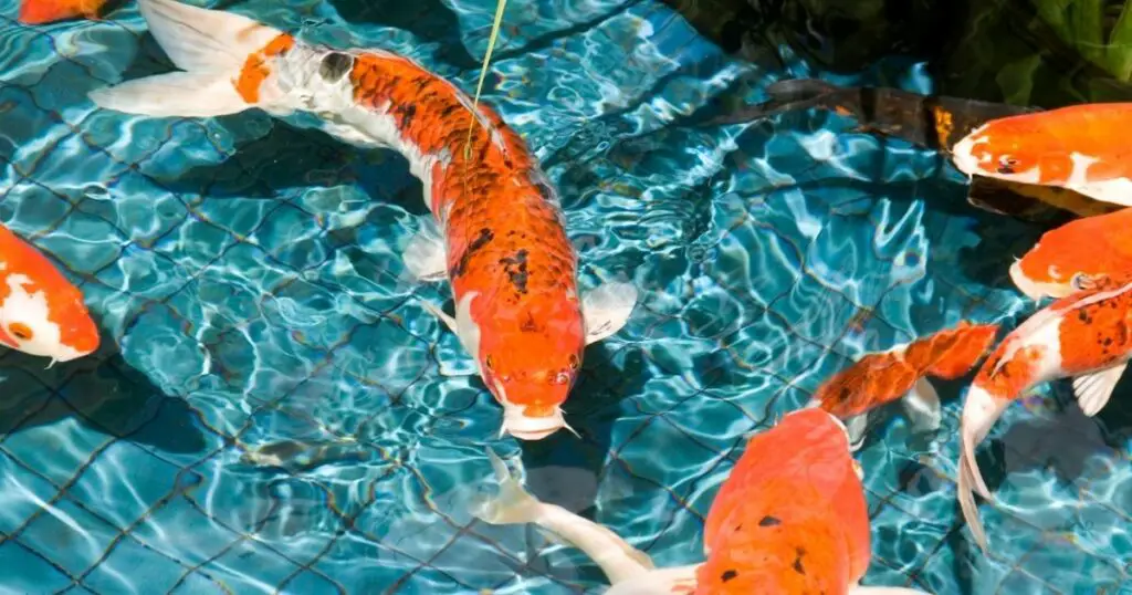 Why a koi pond is a more cost effective pet than a dog or cat