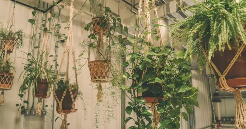 hanging plant that blooms