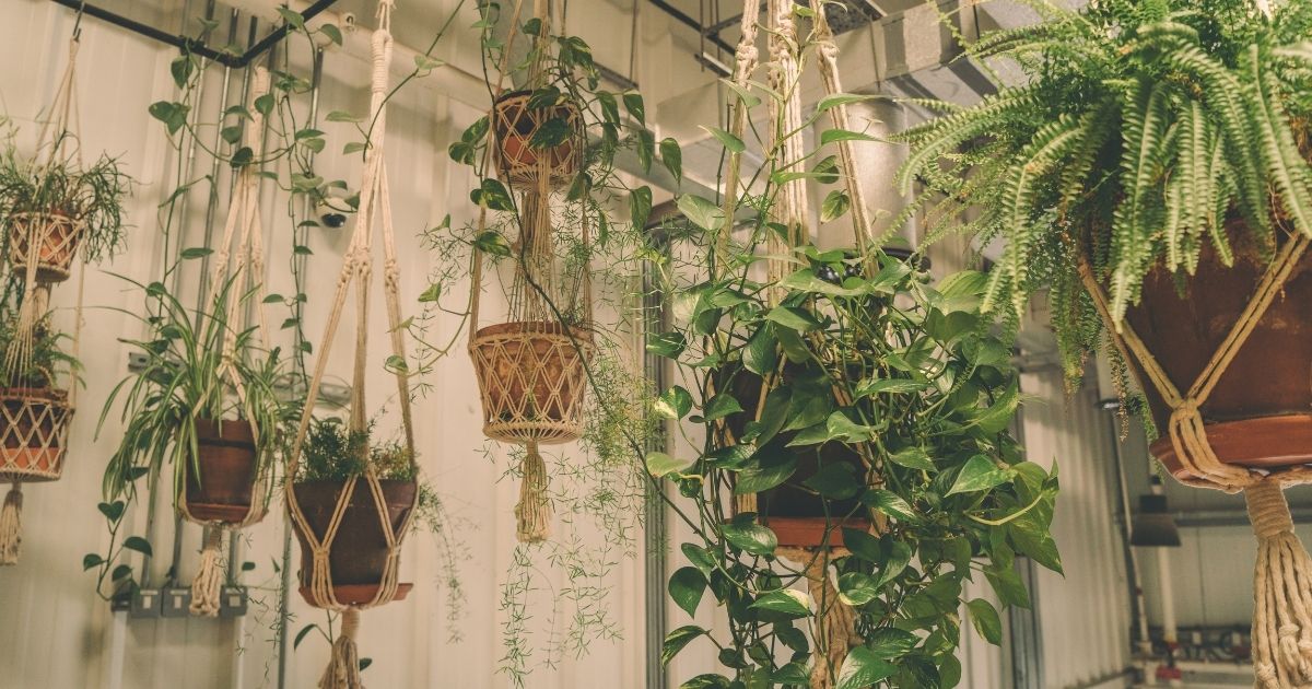 Hanging Around The Best LowMaintenance Hanging Plants Home Decor Chat
