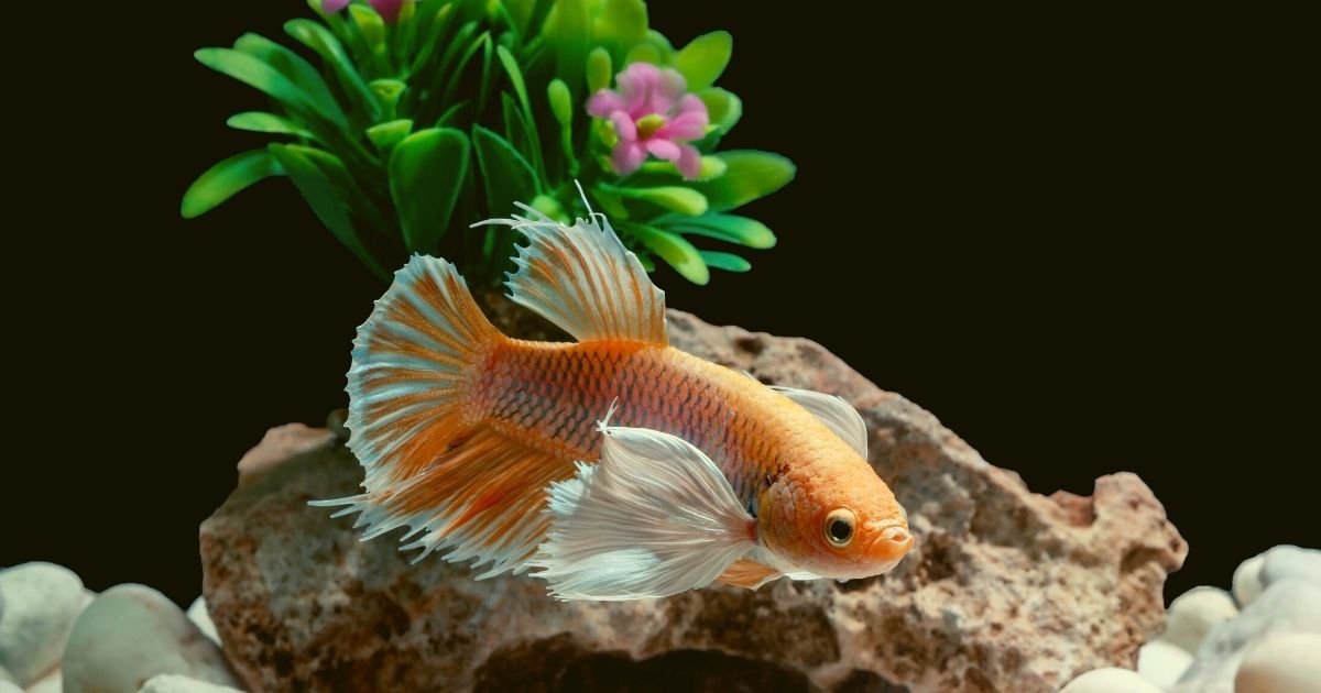 Can I make my own aquarium decorations? Home Decor Chat