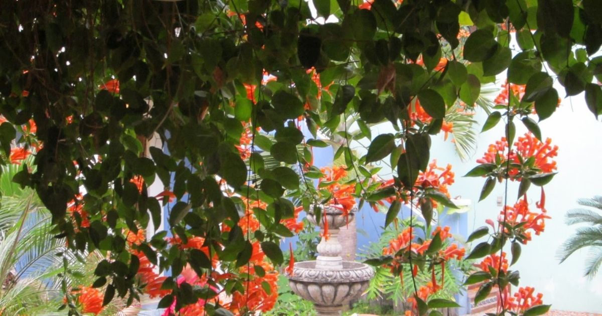 The Fastest Growing Flower Vine Tips and Tricks for a Luscious Garden