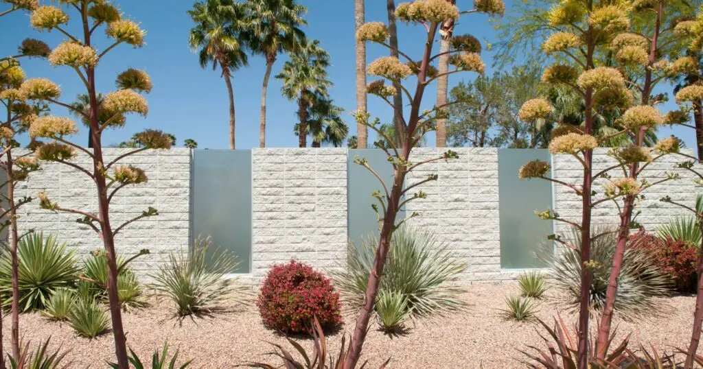 A low maintenance desert landscape backyard is the perfect way to relax and enjoy your outdoor space