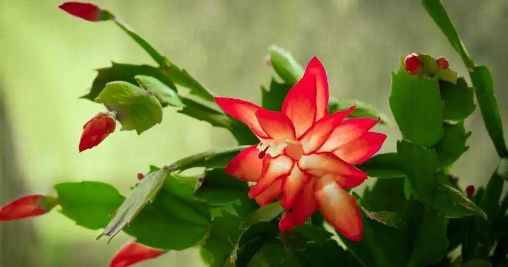 Add Some Holiday Cheer To Your Home With A Christmas Cactus