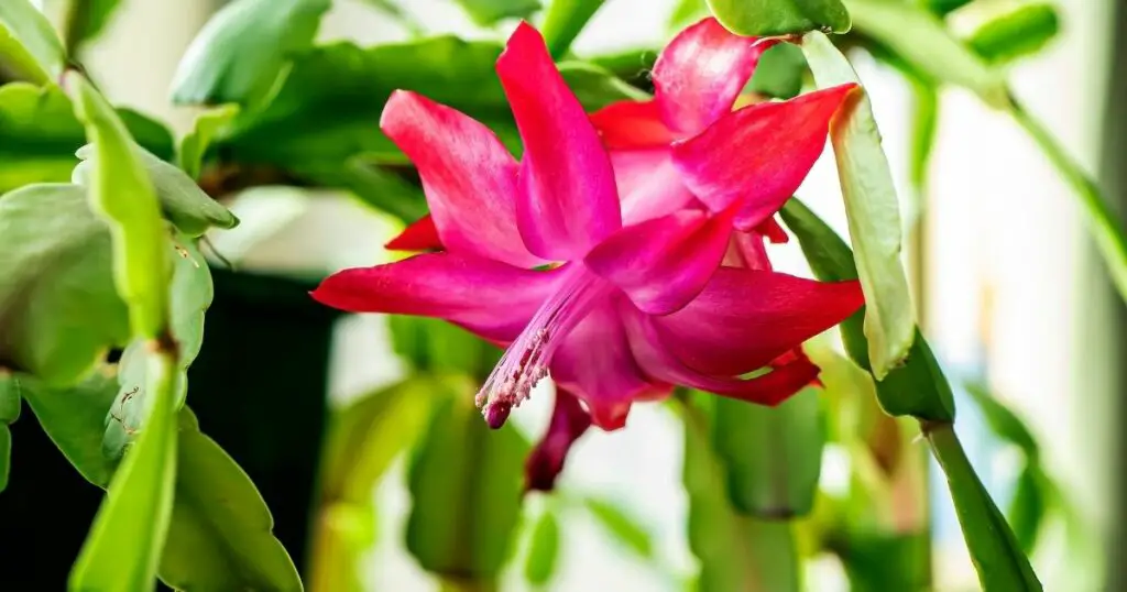 Brighten up your Christmas cactus with more light