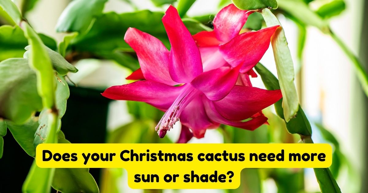 Does your Christmas cactus need more sun or shade? Home Decor Chat