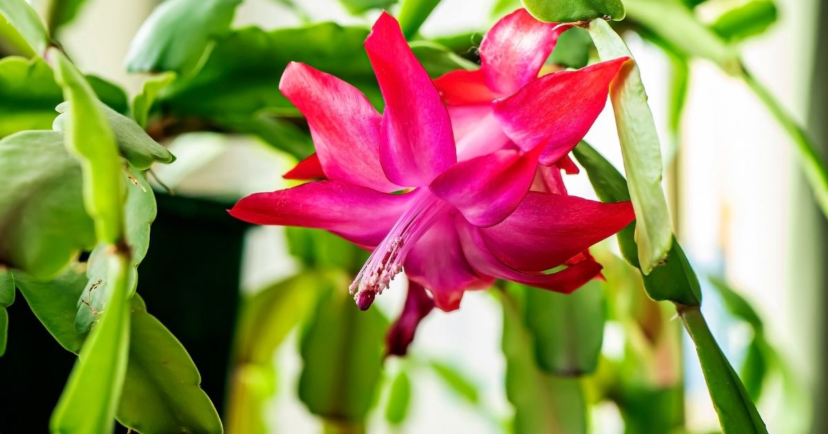Does your Christmas cactus need more sun or shade? Home Decor Chat