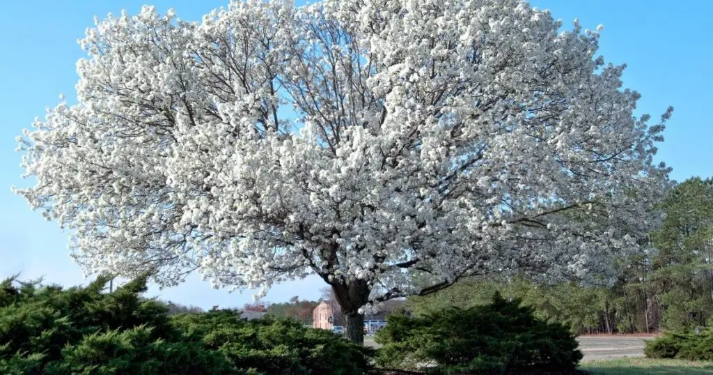 Dogwood trees