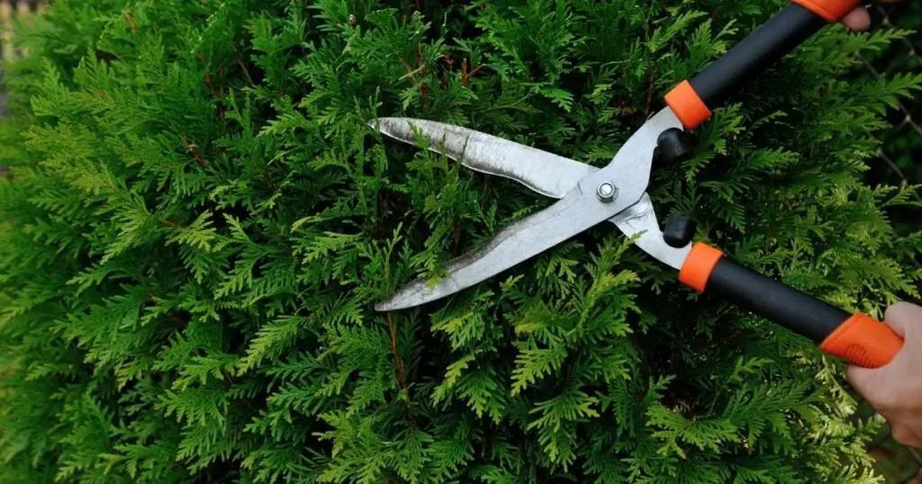 Find the Fastest Growing Tree or Bush for Your Area