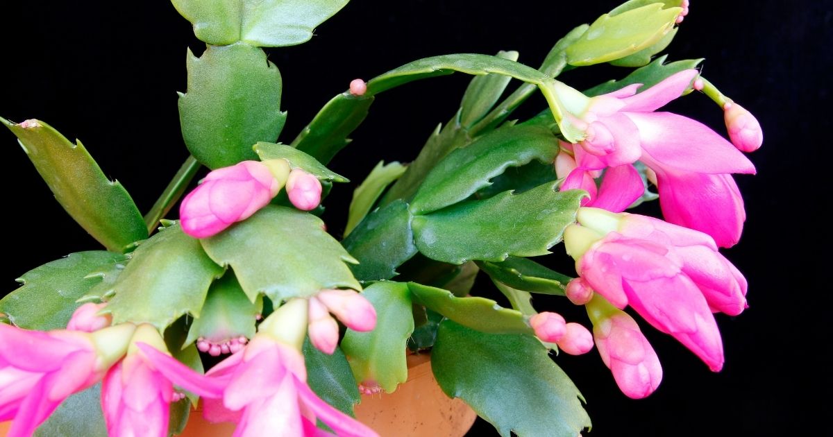 Does your Christmas cactus need more sun or shade? Home Decor Chat