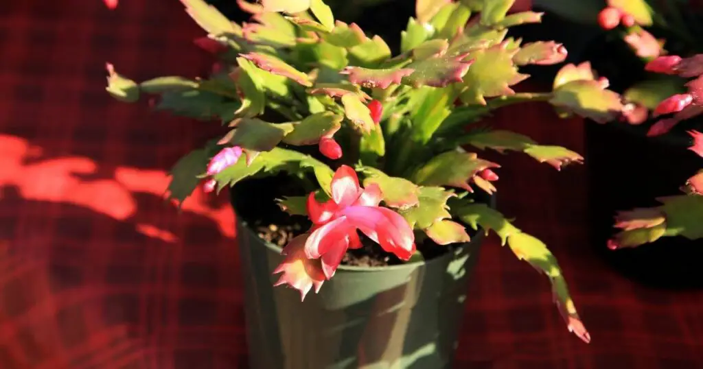 Follow these simple tips for getting your Christmas cactus to bloom its best