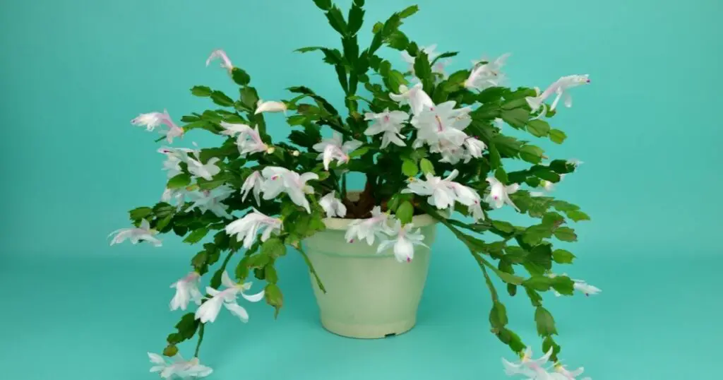 Get your Christmas cactus blooming with the right watering tips