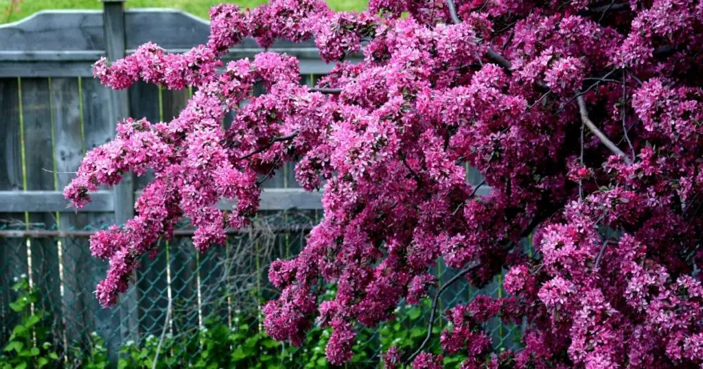 How Fast Flowering Trees Can Improve Your Garden