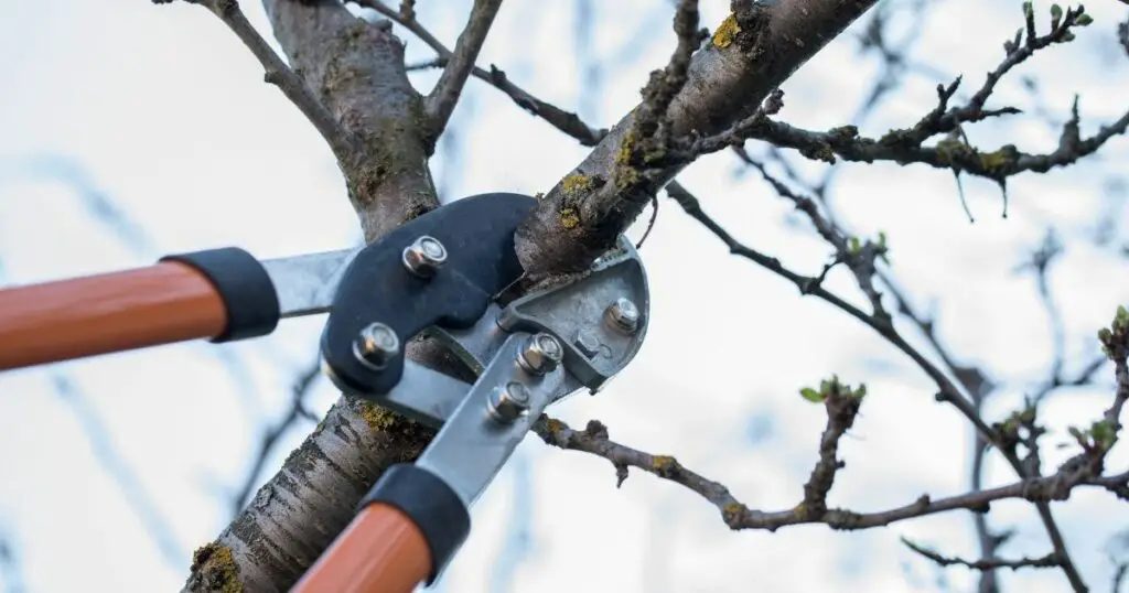 How to Keep Your Fast Growing Trees Healthy and Happy 