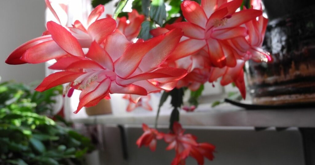 How to care for Christmas cactus to keep it looking its best
