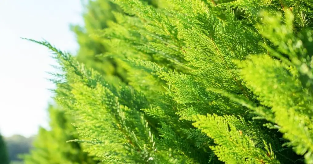 How to grow a Leyland cypress