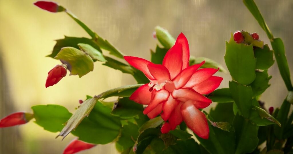 Christmas Cactus Care How to Keep Your Plant Healthy and Happy Home