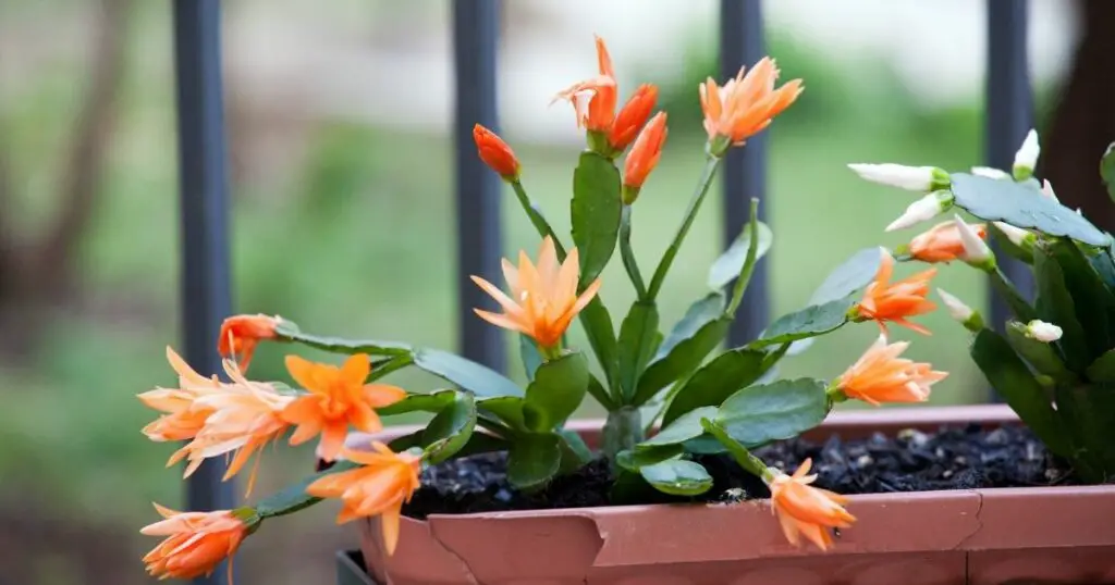 Keep your Christmas cactus healthy and happy with these simple tips