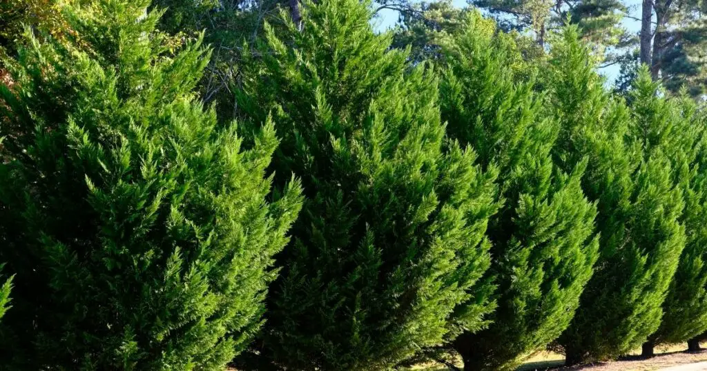 Keep your Leyland cypress healthy with these tips