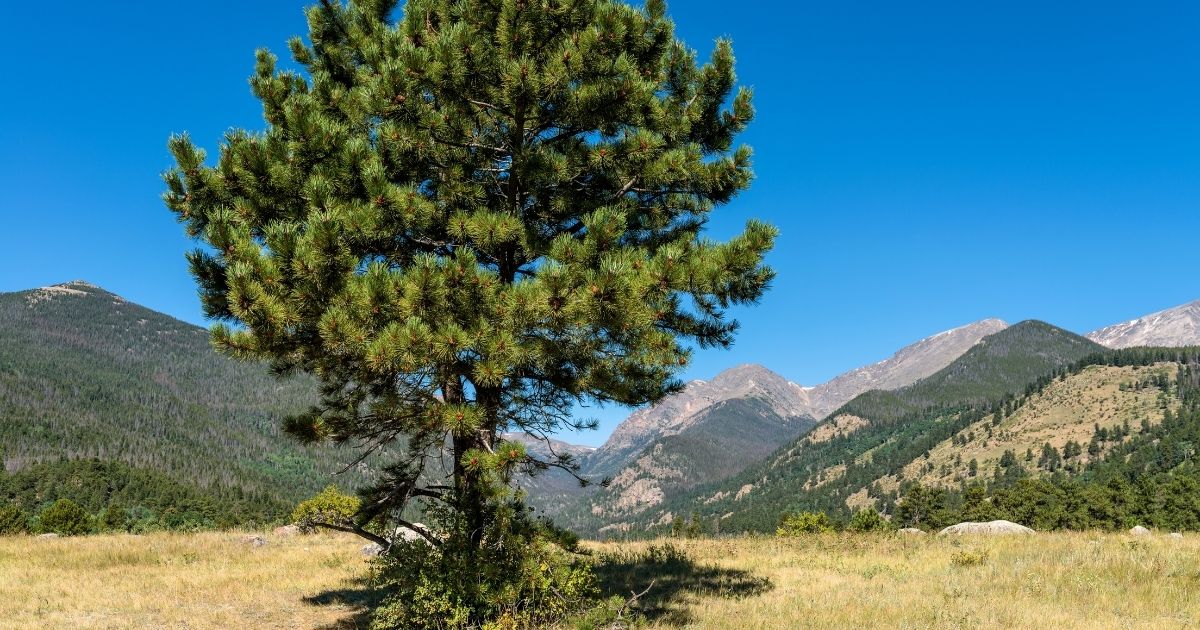 The 10 FastestGrowing Trees for Your Garden Home Decor Chat