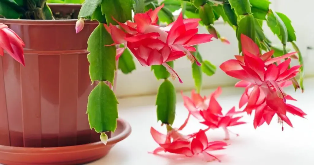 The Christmas cactus not your average houseplant