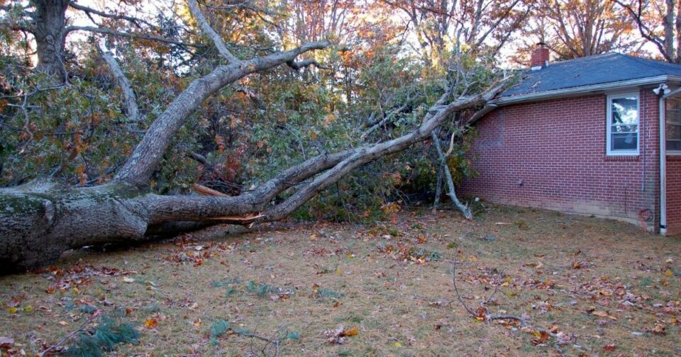 The worst trees to plant in your garden Home Decor Chat