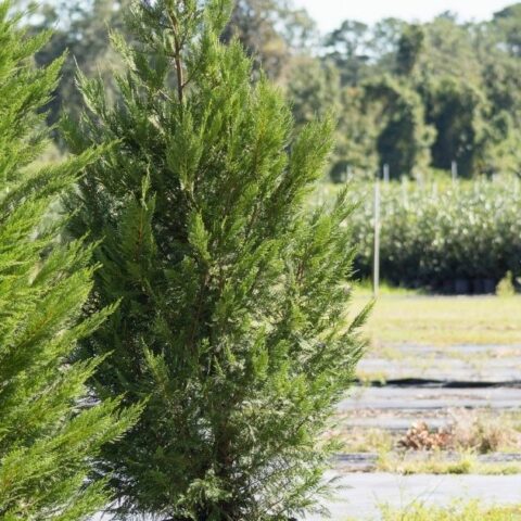 The secret to growing the worlds fastest growing evergreen tree