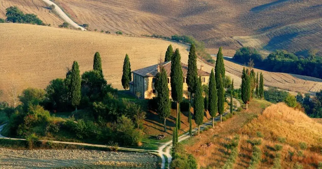 The worlds fastest growing evergreen tree