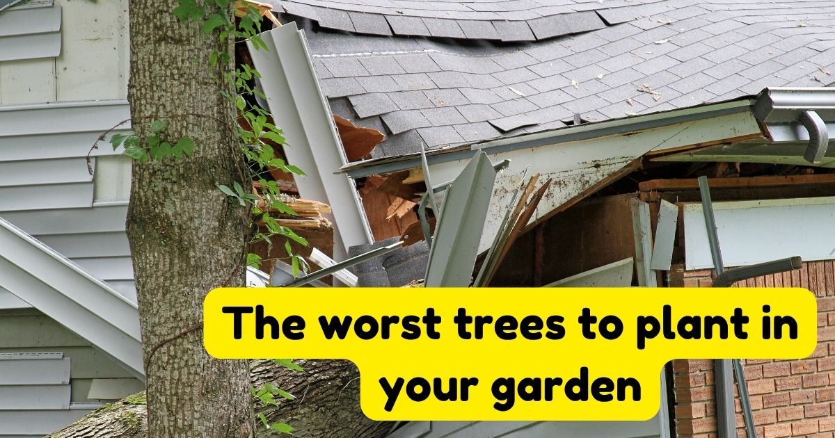 The worst trees to plant in your garden Home Decor Chat