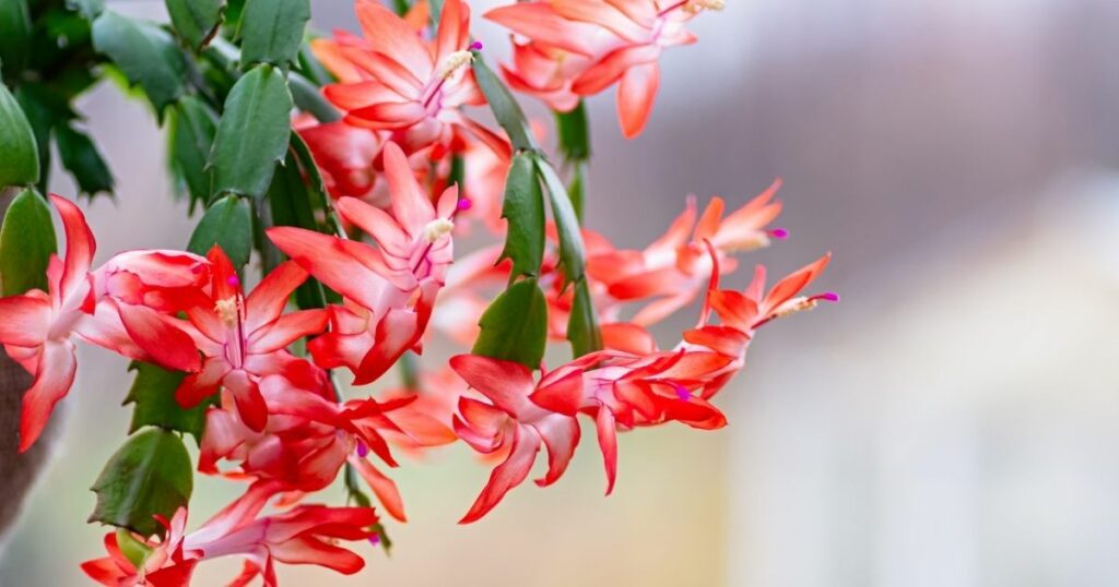 Troubleshooting your Christmas cactus woes