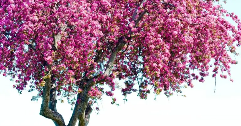 Watch Your Garden Grow The Fastest Flowering Trees