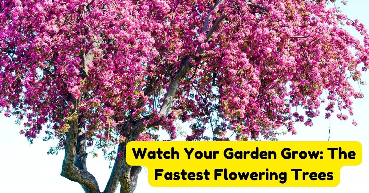Watch Your Garden Grow The Fastest Flowering Trees Home Decor Chat