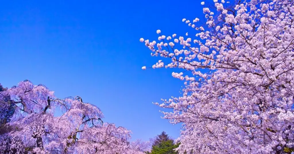 Weeping cherry tree