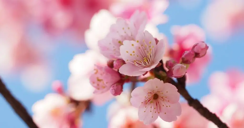 cherry blossoms