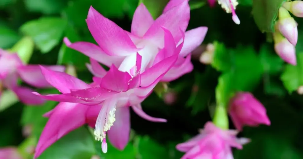 why the Christmas cactus is the perfect plant for families