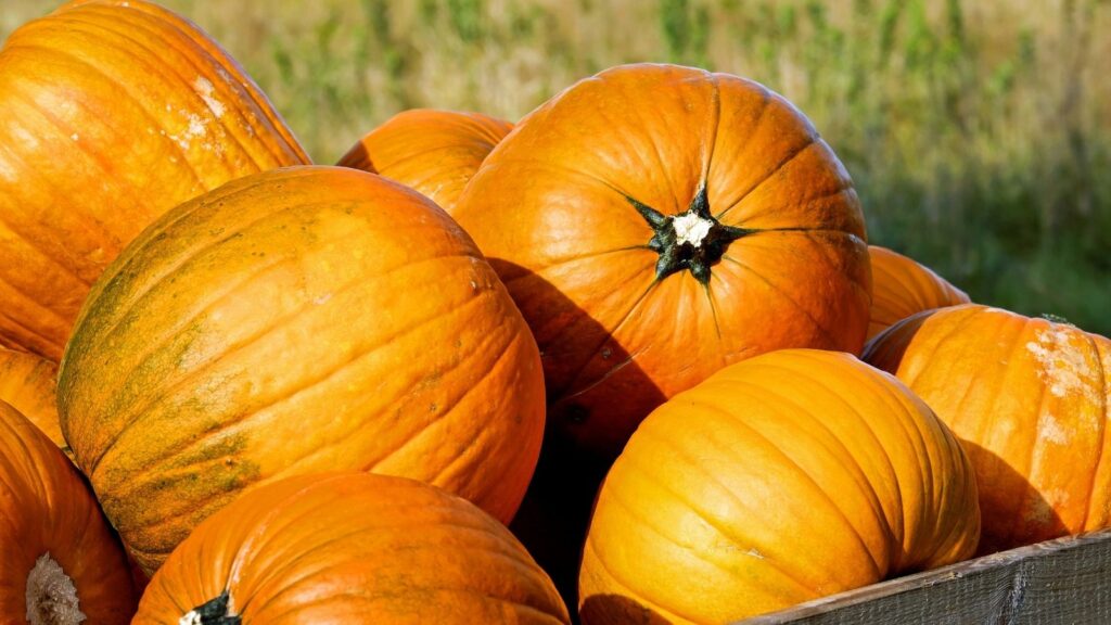 Plant pumpkins in container garden