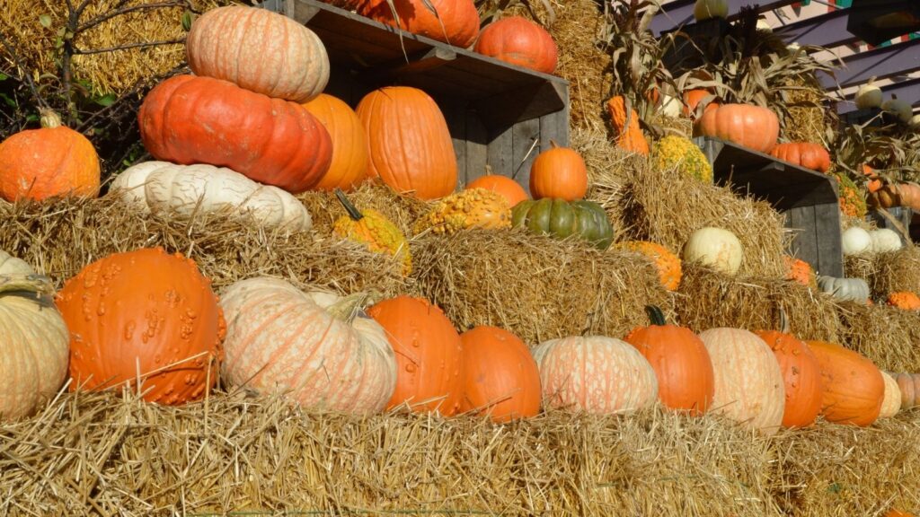 Plant pumpkins in organic garden