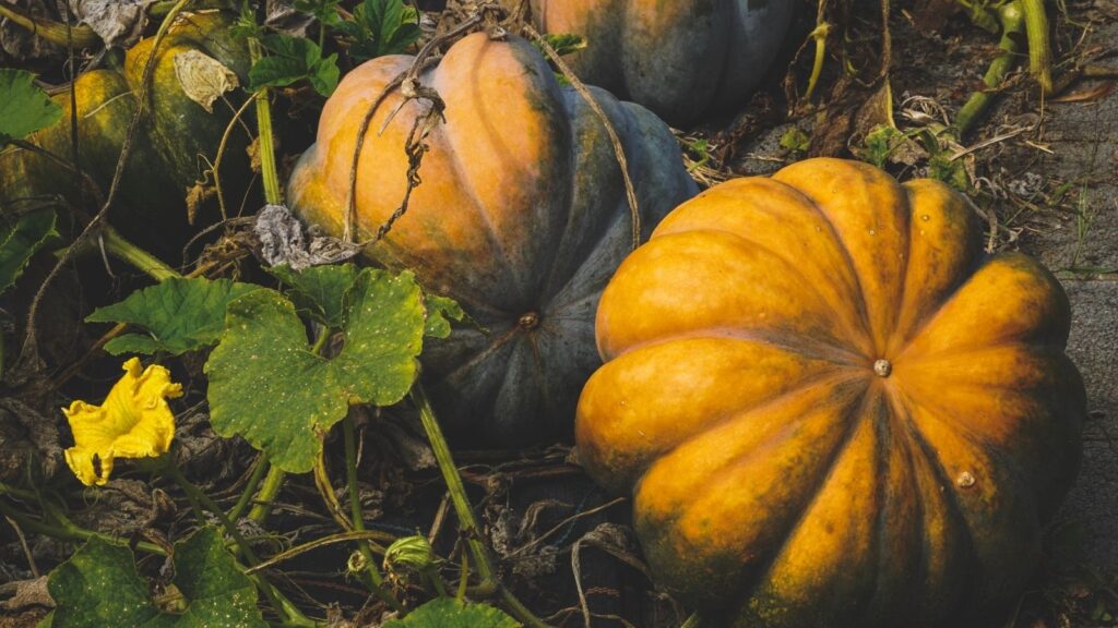 Plant pumpkins in small garden