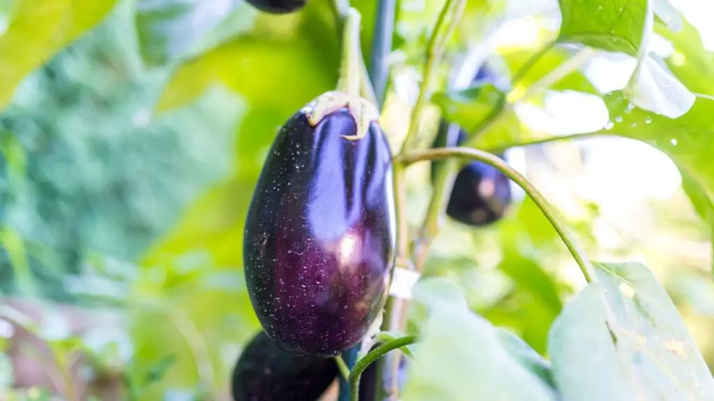 The Benefits of Companion Planting for Eggplants