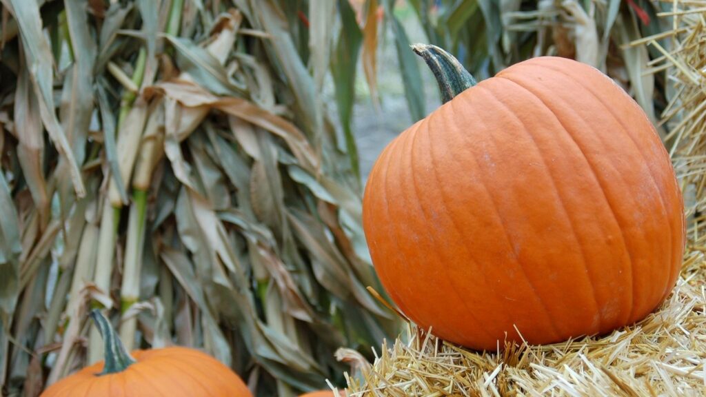 The Best Pumpkin Companion Plants for Different Types of Gardens