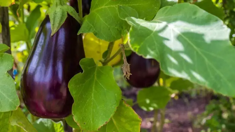 The Perfect Pair Companion Plants for Eggplant 1536×864 1