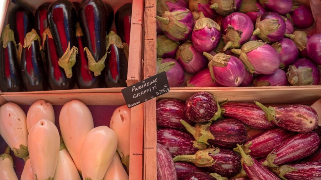 Tips for Caring for Your Eggplant and Its Companions