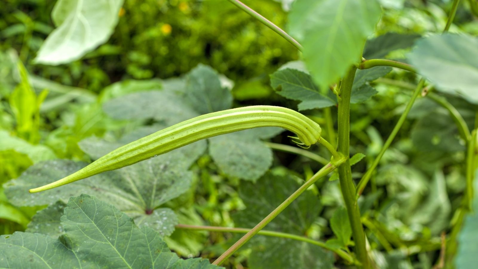 Give companion planting with okra a try today!