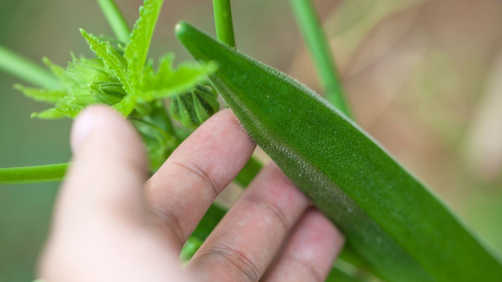 Tips for getting the most out of companion planting with okra