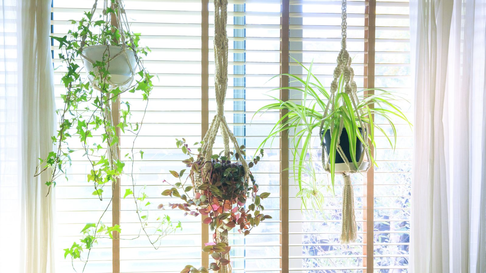 Add Interest and Dimension to Your Space With Hanging Plants
