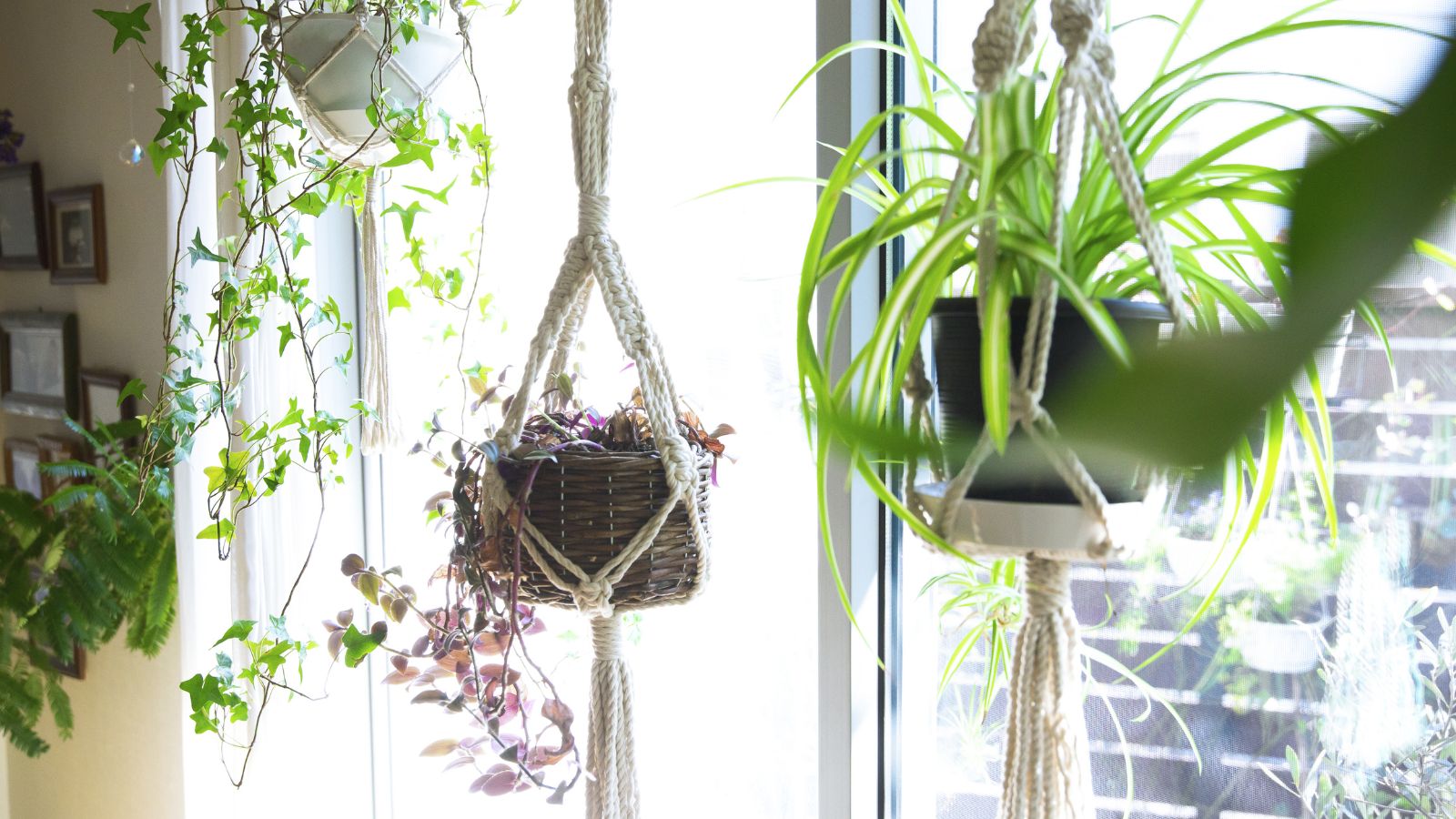 A Step-by-Step Guide to Hanging Plants