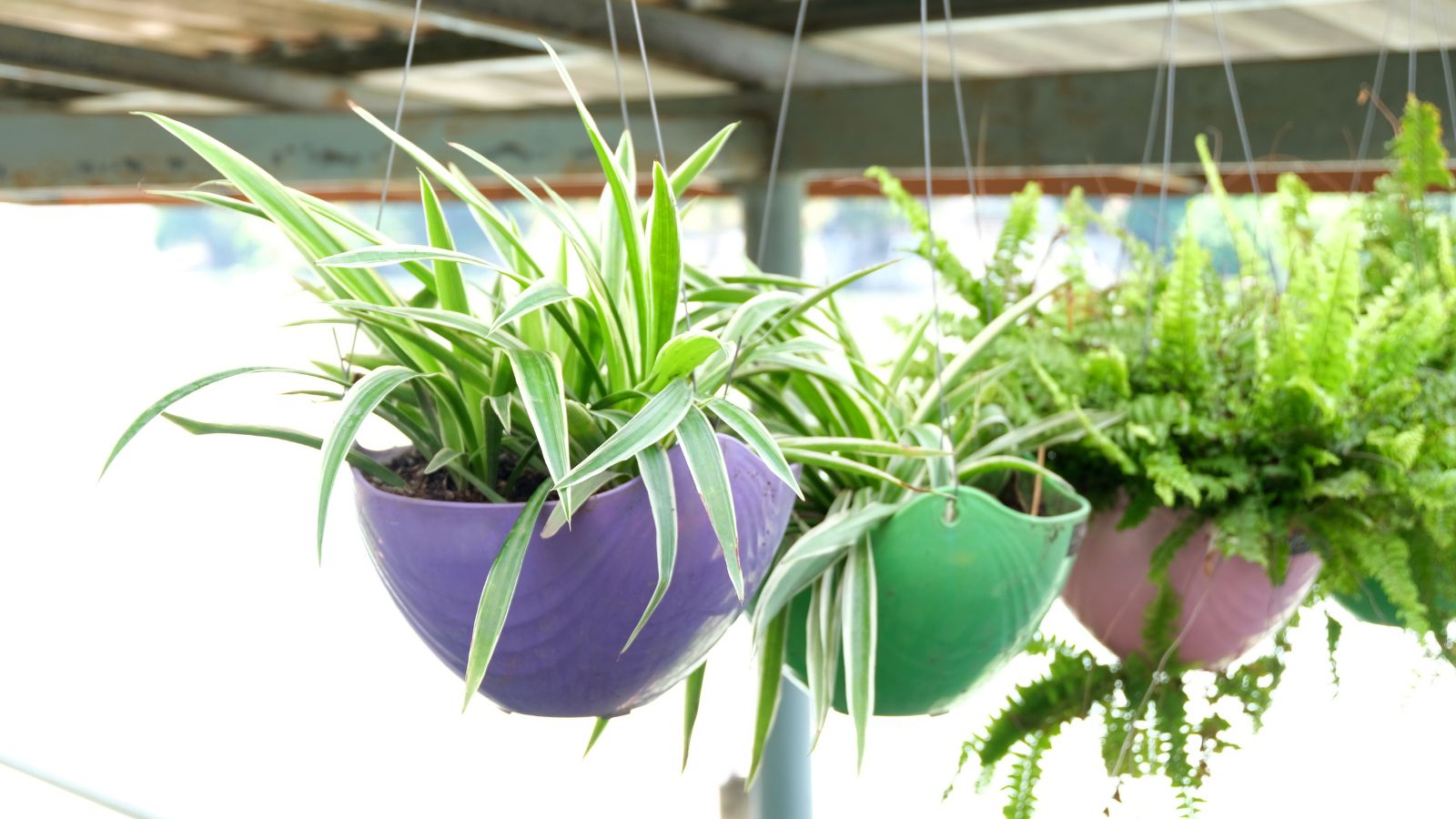 The Many Benefits of Hanging Plants from the Ceiling