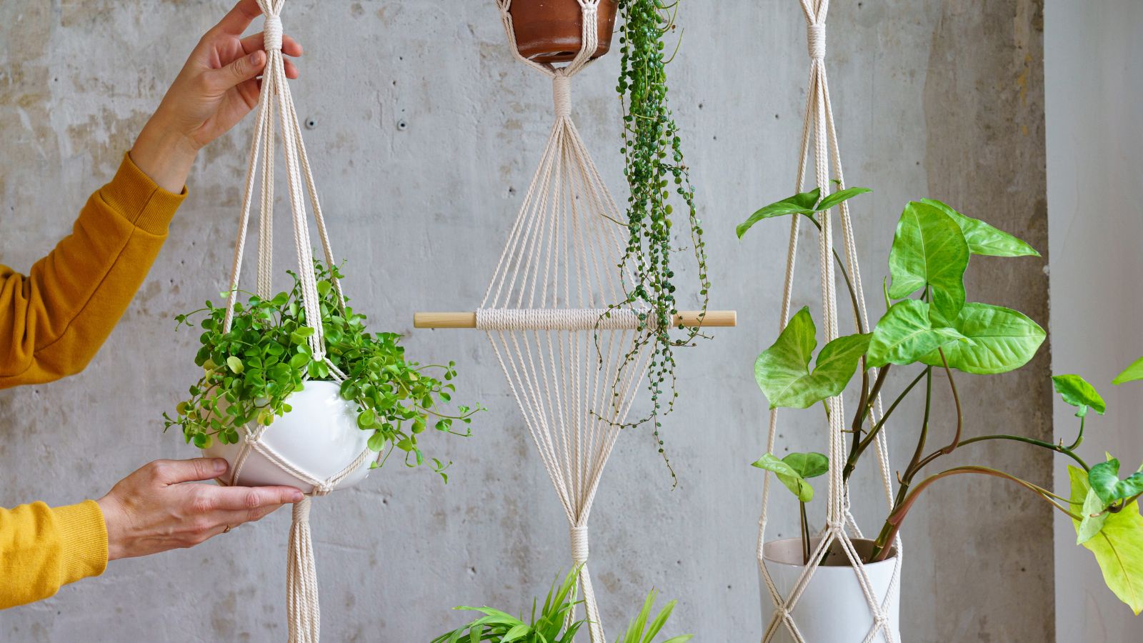 Expert tips for keeping your plants healthy