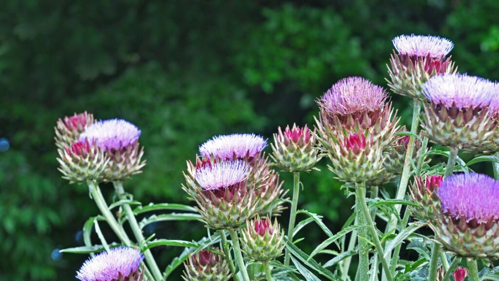 Artichokes as a natural pest control